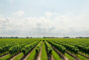 Fed Govt Targets 5m New Jobs Through Smart Agric