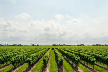 Fed Govt Targets 5m New Jobs Through Smart Agric