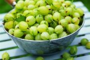 5 Herbs That Helps In Lowering Cholesterol Levels