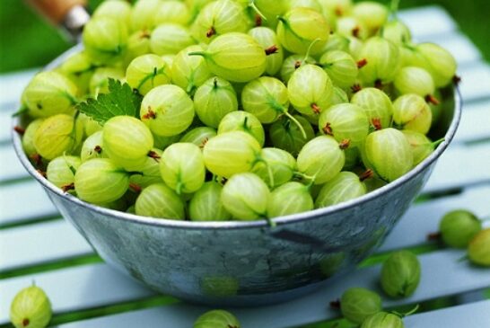 5 Herbs That Helps In Lowering Cholesterol Levels