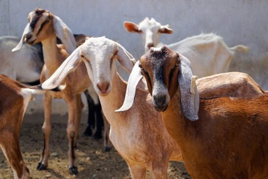 Nigerian University Develops ‘Climate Smart’ Goat Farming
