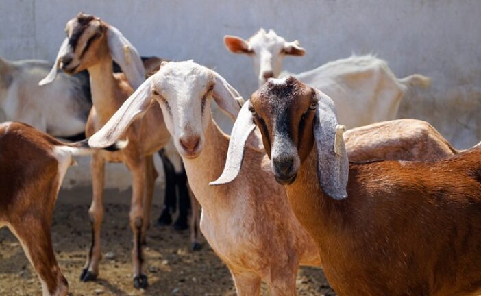 Nigerian University Develops ‘Climate Smart’ Goat Farming