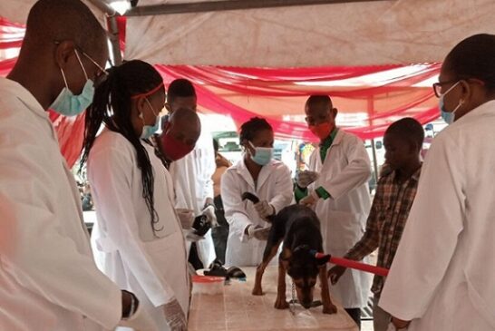 Vaccinate Dogs Yearly Against Rabies, FG Urges Dog Owners 