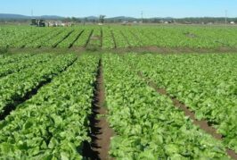 FG To Use Tertiary Institutions’ Idle Lands For Farming