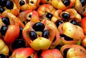 3 Common Fruits With Poisonous Seeds