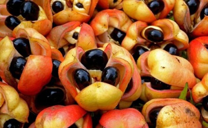 3 Common Fruits With Poisonous Seeds