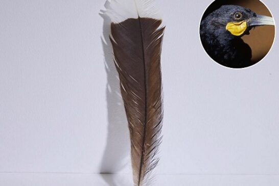 The World's Most Expensive Feather Was Sold For ₦68 Million, Here's Why