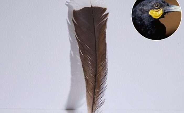 The World's Most Expensive Feather Was Sold For ₦68 Million, Here's Why