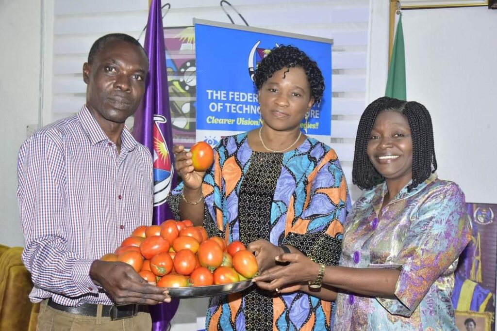 FUTA To Sustain Cultivation Of Unique Variety Of Tomatoes  