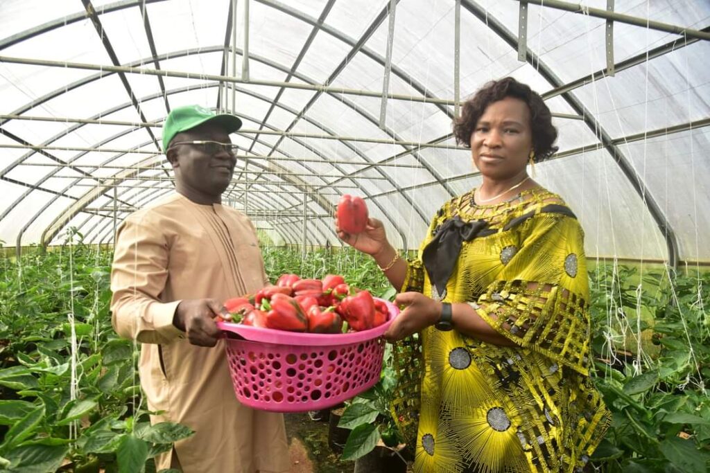 FUTA Ready To Train Farmers On Greenhouse Bell Pepper Cultivation 