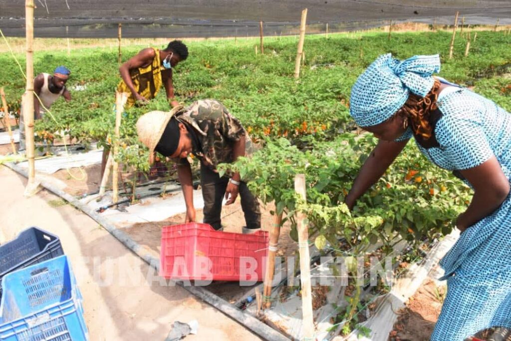 FUNAAB Records Another Bumper Harvest of Habanero, Bell Pepper