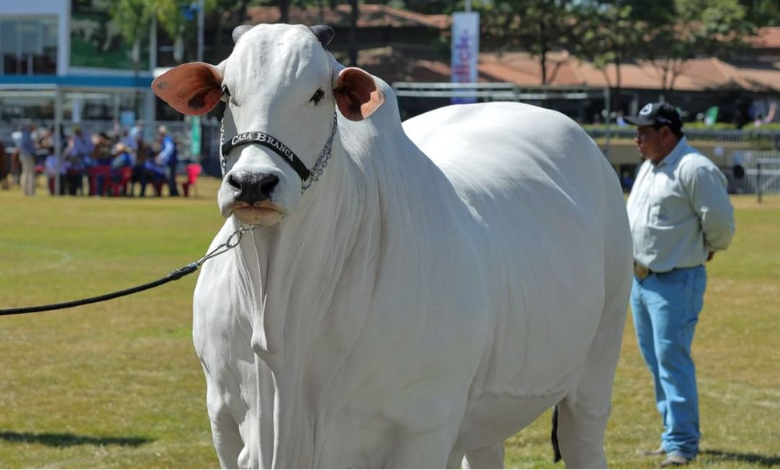 World's most expensive Cow sold for $4.8 million