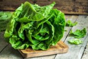 Lettuce: 10 Health Benefits, Types, Nutritional Recipes & Recipes